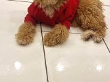 Türki̇yeni̇n En Uygun En Güzel Toy Poodle Yavrusu