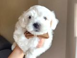 Karbeyaz maltese terrier bebekleri