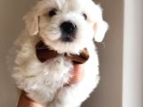 Karbeyaz Maltese Terrier Bebekleri