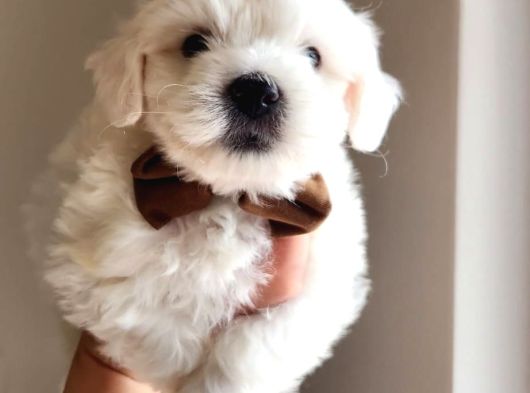 Karbeyaz Maltese Terrier Bebekleri görsel