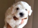 Karbeyaz Maltese Terrier Bebekleri