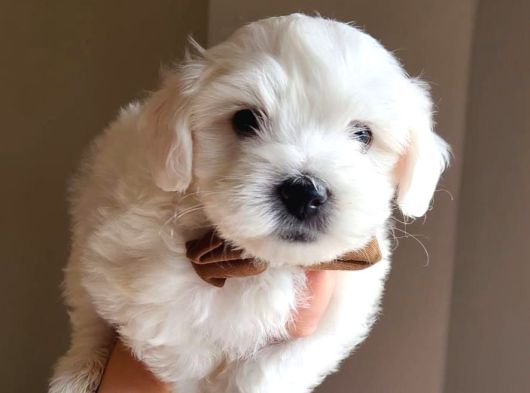 Karbeyaz Maltese Terrier Bebekleri görsel