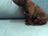 Tam Bir Show Tipi French Bulldog Bebekler