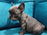 Tam Bir Show Tipi French Bulldog Bebekler