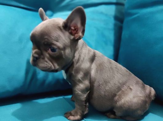 Tam Bir Show Tipi French Bulldog Bebekler görsel