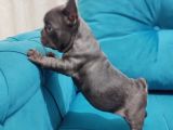 Tam Bir Show Tipi French Bulldog Bebekler