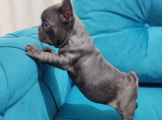 Tam Bir Show Tipi French Bulldog Bebekler görsel