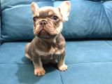 Tam bir show tipi french bulldog bebekler