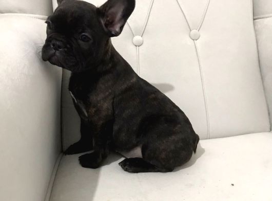 Tam Bir Show Tipi French Bulldog Bebekler görsel