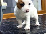 A kalite anne scr li jack russel