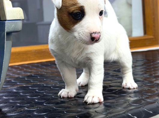 A Kalite Anne Scr Li Jack Russel
