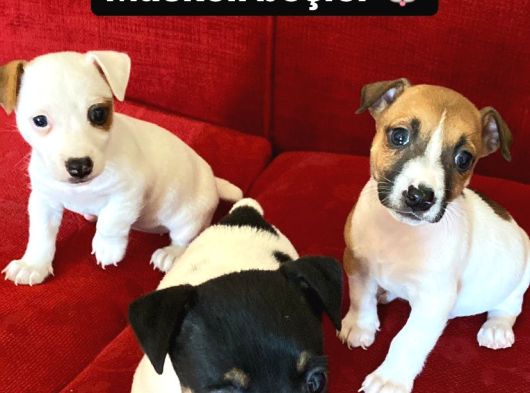A Kalite Anne Scr Li Jack Russel görsel