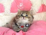 Özel Sevenlere Kalite Silver British Longhair Bebeklerim