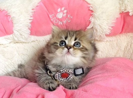 Özel Sevenlere Kalite Silver British Longhair Bebeklerim görsel
