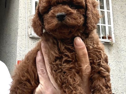 Toy Poodle Bebekler görsel