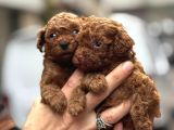 Efsane Poodle Bebekler