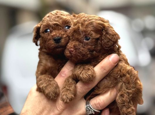 Efsane Poodle Bebekler görsel