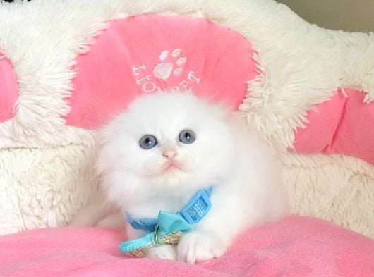 Maviş Pamuk White Scotısh Fold Bebegim görsel