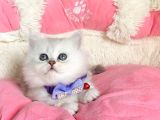 Özel Sevenlere Kalite Silver British Longhair Bebeklerim
