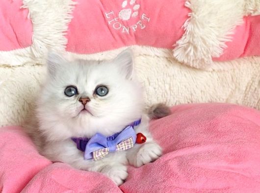 Özel Sevenlere Kalite Silver British Longhair Bebeklerim görsel