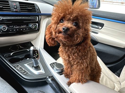 A Kalite Kore Kan Toy Poodle Yavrular görsel