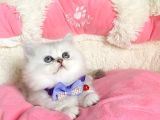 Özel Sevenlere Kalite Silver British Longhair Bebeklerim
