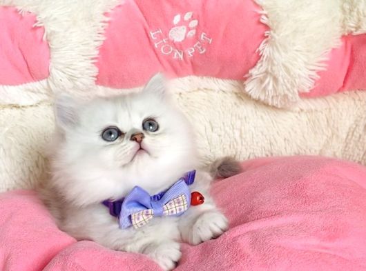 Özel Sevenlere Kalite Silver British Longhair Bebeklerim görsel