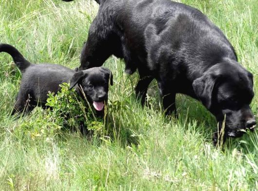 LABRADOR RETRIEVER YAVRULARI ISTANBUL