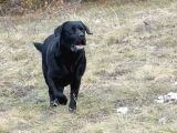 Labrador Retriever Yavrulari Istanbul
