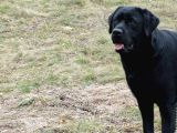 Labrador Retriever Yavrulari Istanbul