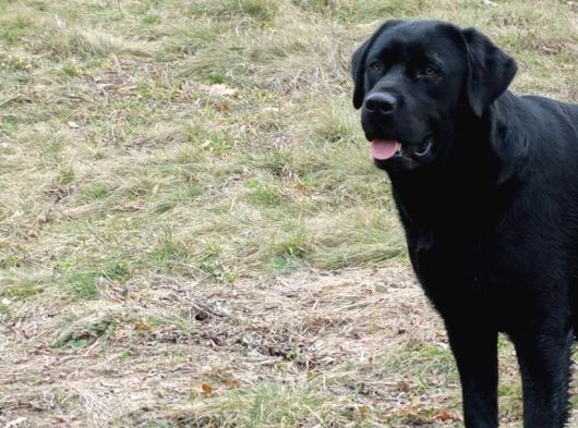 Labrador Retriever Yavrulari Istanbul görsel