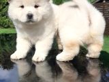 Chow Chow Yavruları  Istanbul