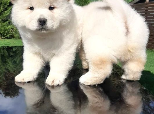Chow Chow Yavruları  Istanbul görsel