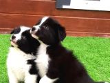 NEDEN RUHSATLİ BİR ÇİFLİKTEN TERCİH EDİLMELİ