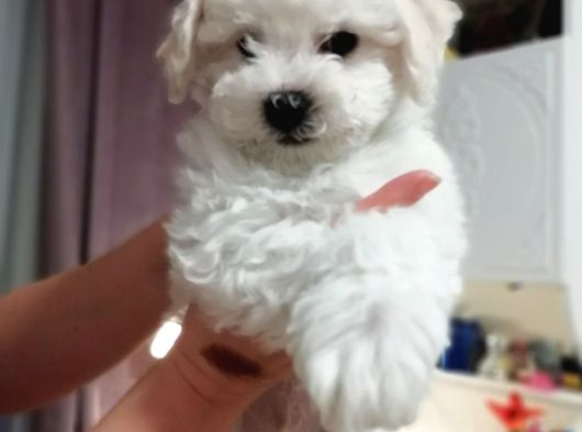 Gerçek Bi̇chon Fri̇se Yavrular İstanbul Köpek Çi̇ftli̇ği̇nde görsel
