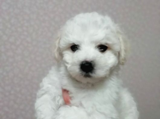 Gerçek Bi̇chon Fri̇se Yavrular İstanbul Köpek Çi̇ftli̇ği̇nde görsel