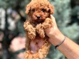 En özel Toy Poodle Yavrular