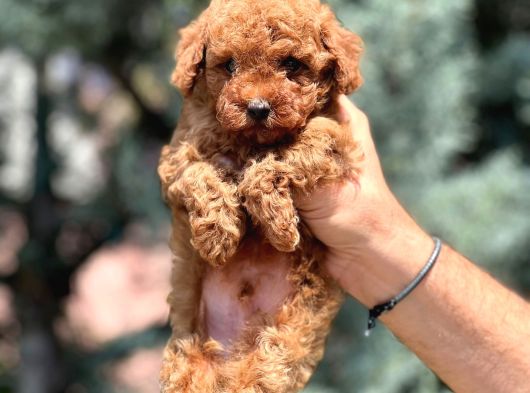 En Özel Toy Poodle Yavrular