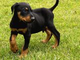 Efsane Doberman Yavrulari Istanbul