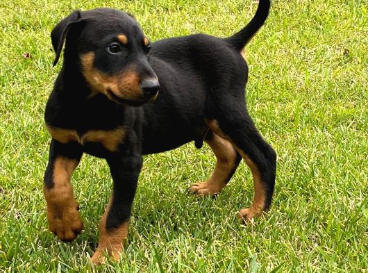 Efsane Doberman Yavrulari Istanbul görsel