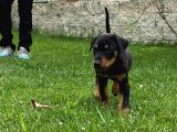 Efsane Doberman Yavrulari Istanbul