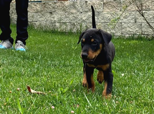 Efsane Doberman Yavrulari Istanbul görsel