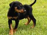 Efsane Doberman Yavrulari Istanbul