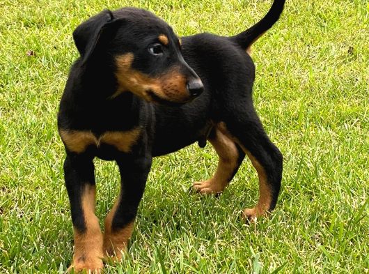 Efsane Doberman Yavrulari Istanbul görsel