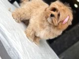 Maltipoo Yavruları Sizleri Bekliyor