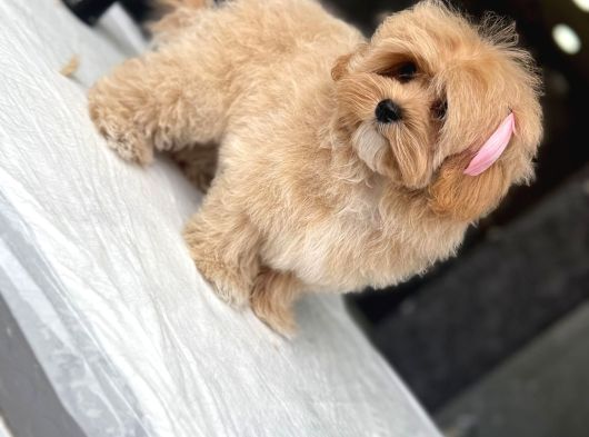 Maltipoo Yavruları Sizleri Bekliyor görsel
