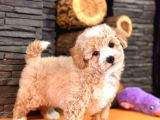 Maltipoo Yavruları Sizleri Bekliyor