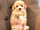 Maltipoo Yavruları Sizleri Bekliyor