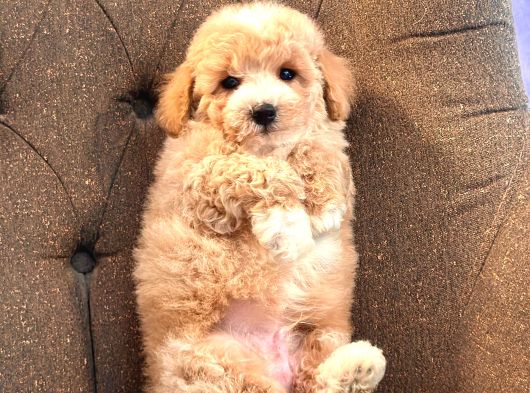 Maltipoo Yavruları Sizleri Bekliyor