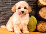 Maltipoo Yavruları Sizleri Bekliyor